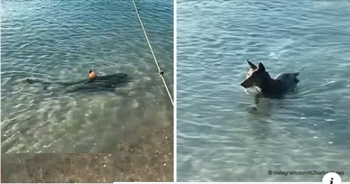 Ein tapferer Hund jagt einen Hai, während er ins Meer springt